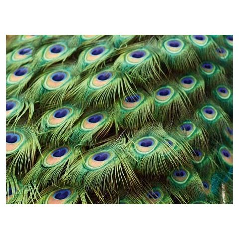 Peacock M