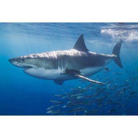 AP Digital White Shark 097