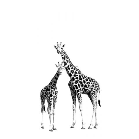 Everybody Bonjour 158701 Fotobehang Giraffen