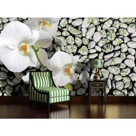 BWS Orchids on stone background