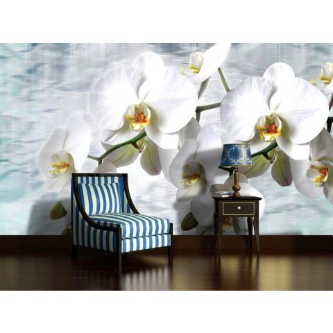 BWS White orchids on azure background