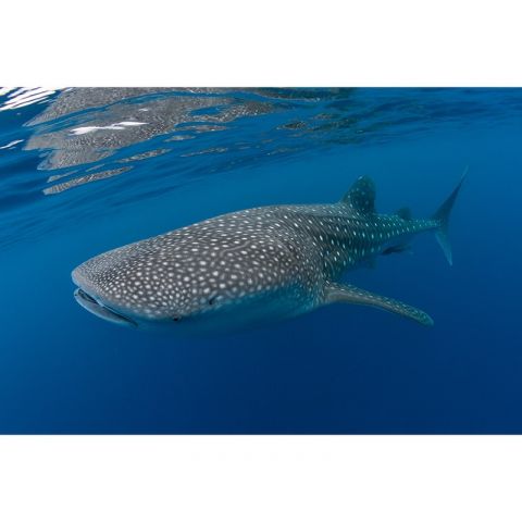 AP Digital II Whale Shark 498