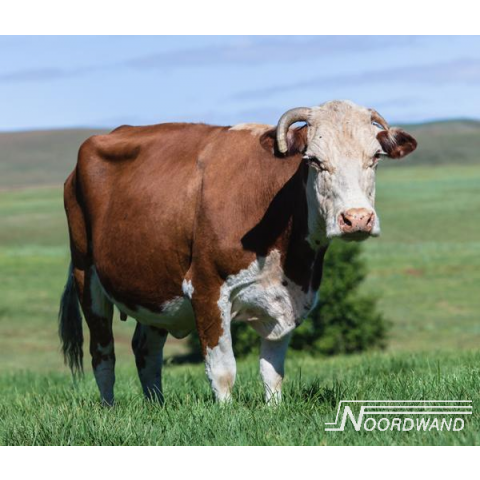 Cow in Field